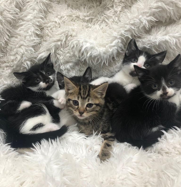Lovely Kittens 8 weeks old 