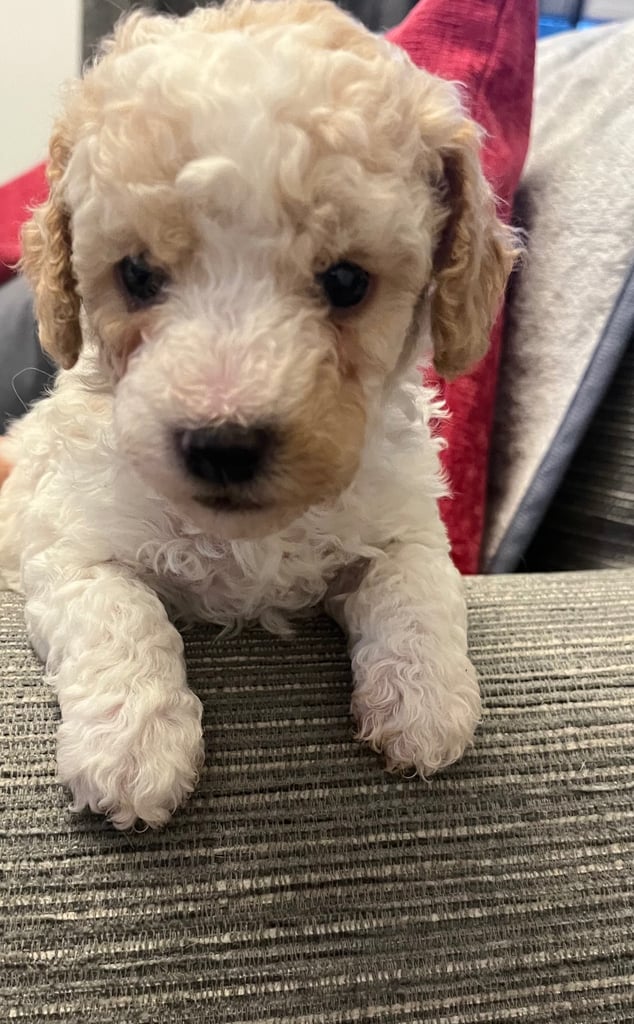 One  Beautiful Boy  Maltipoo pup available 💙