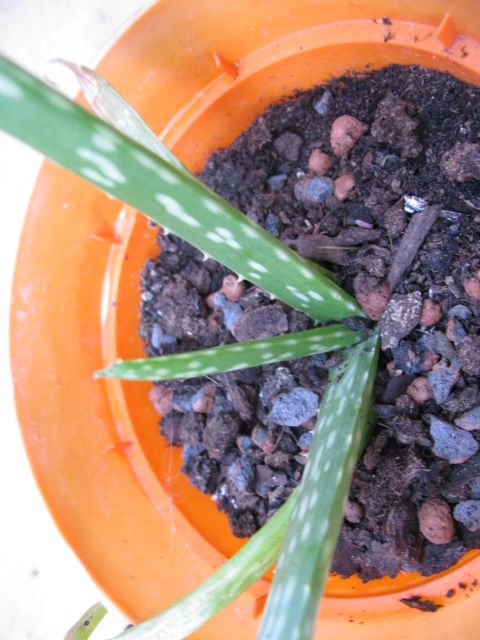 Aloe Vera plant