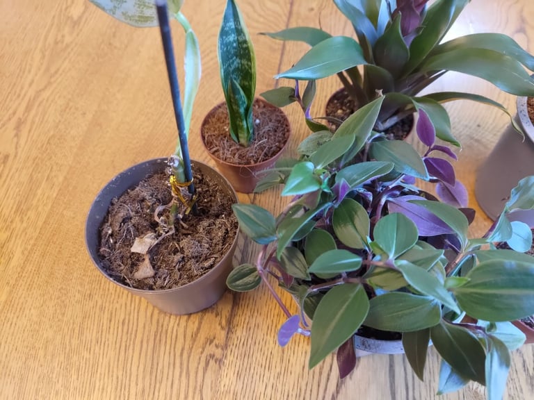 Job lot Houseplants Bromeliad Tradescantia Orchid Philodendron Easy Care Indoor Plants Potted
