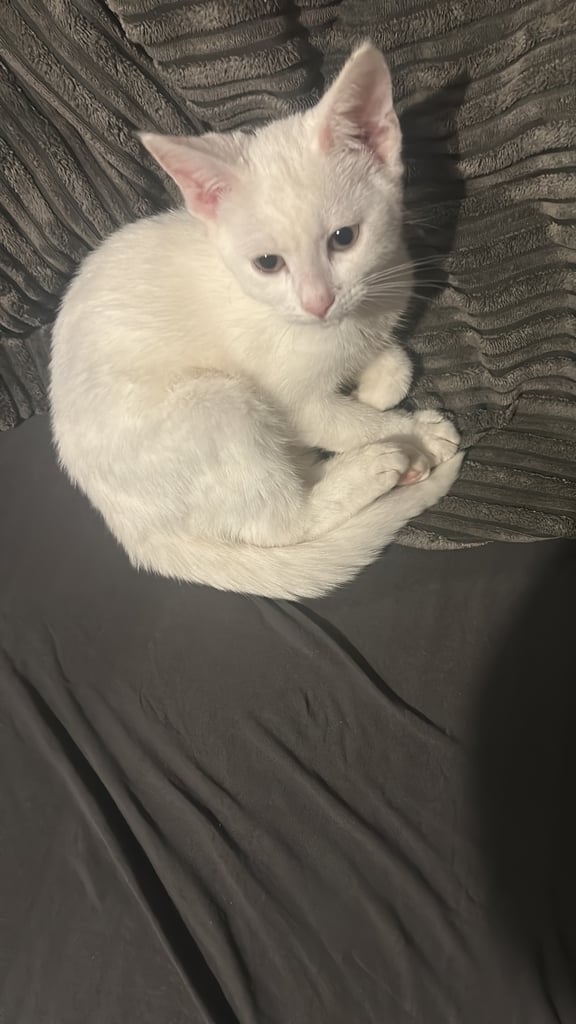 White cat for sale 