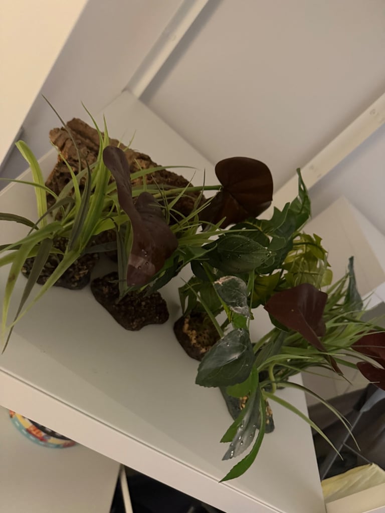 Various Terrarium vivarium decorations for Inverts or Reptiles