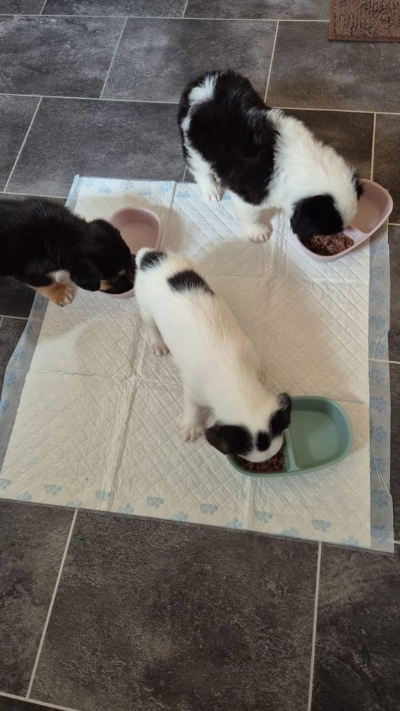 Jack Russell x Collie Puppies