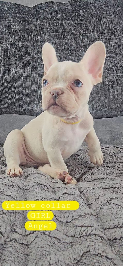 KC unique french bulldog puppies
