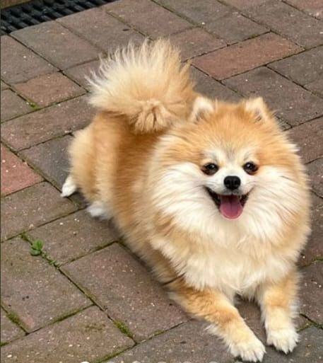 image for Pomeranian dog 
