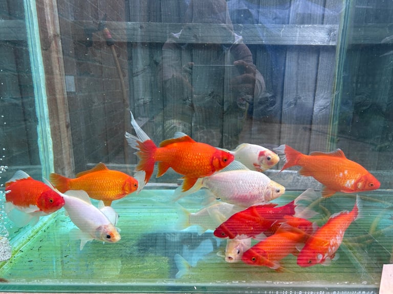 12 Pond Goldfish