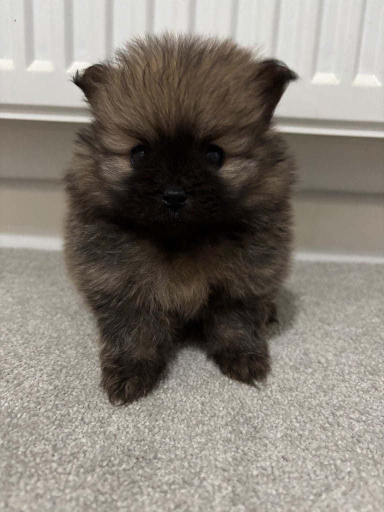 Tiny Pomeranian puppies