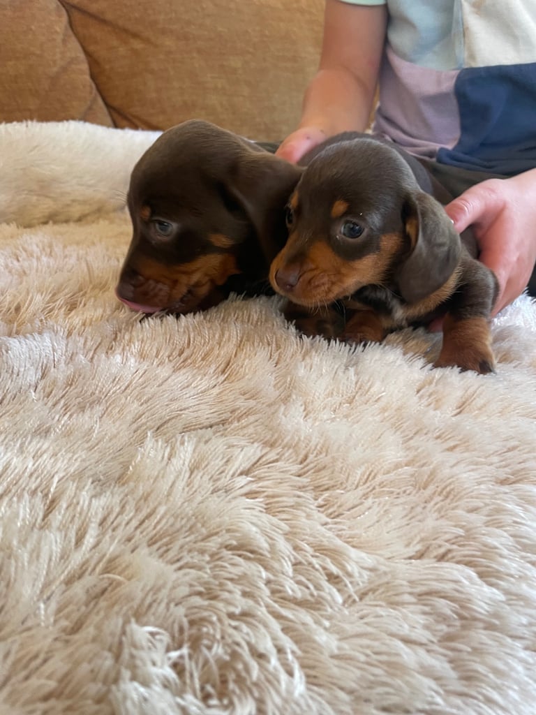 Miniature dachshund puppy 