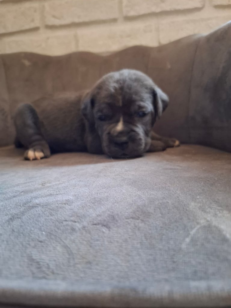 **REDUCED** 2 left Pure Cane Corso puppies (Blue) 2 females left 