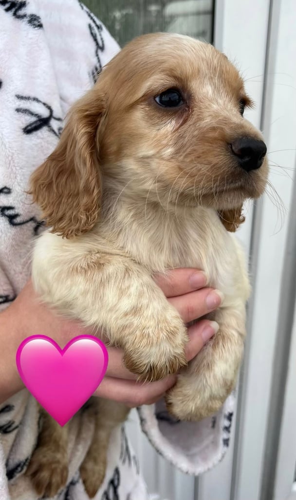 Cocker spaniel pups