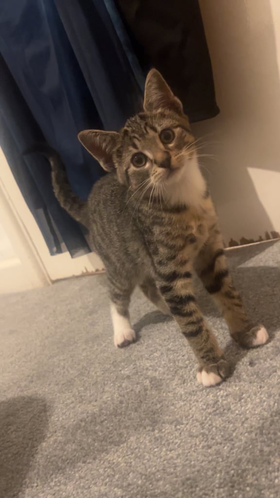 Tabby kittens 