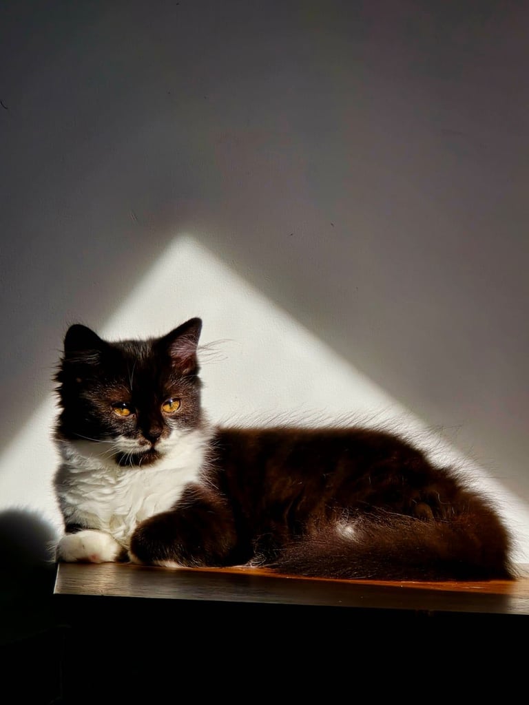 British Long Hair Kittens