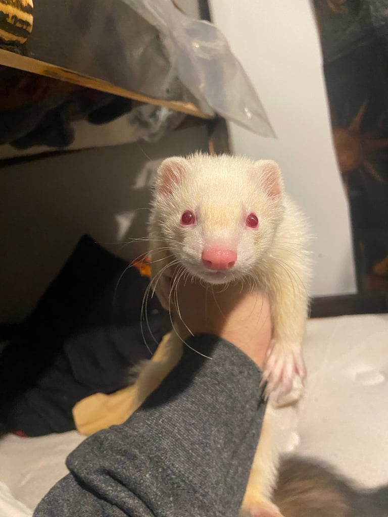 Ferret for sale 