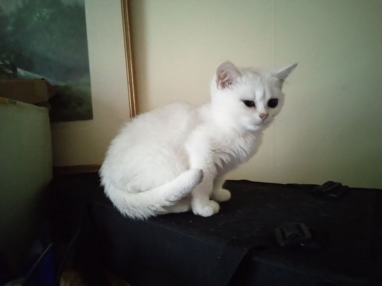 British shorthairBSH chinchilla kittens & mother 