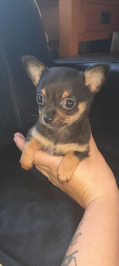 9 week old male chihuahua puppy 