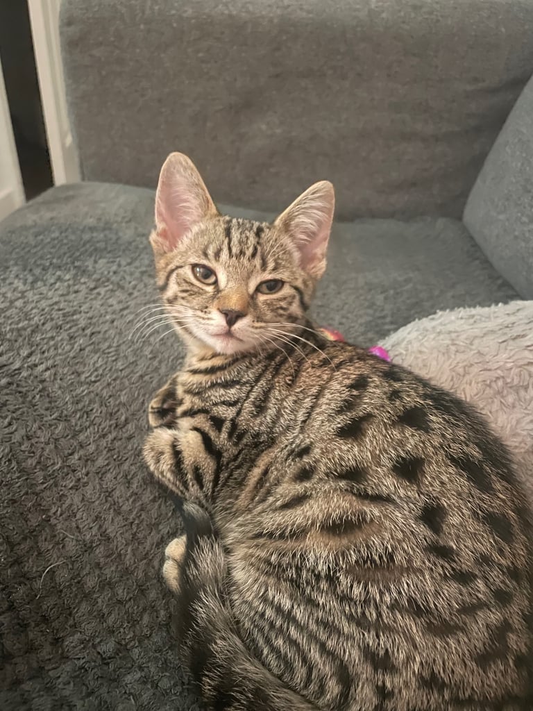 Gorgeous female kitten