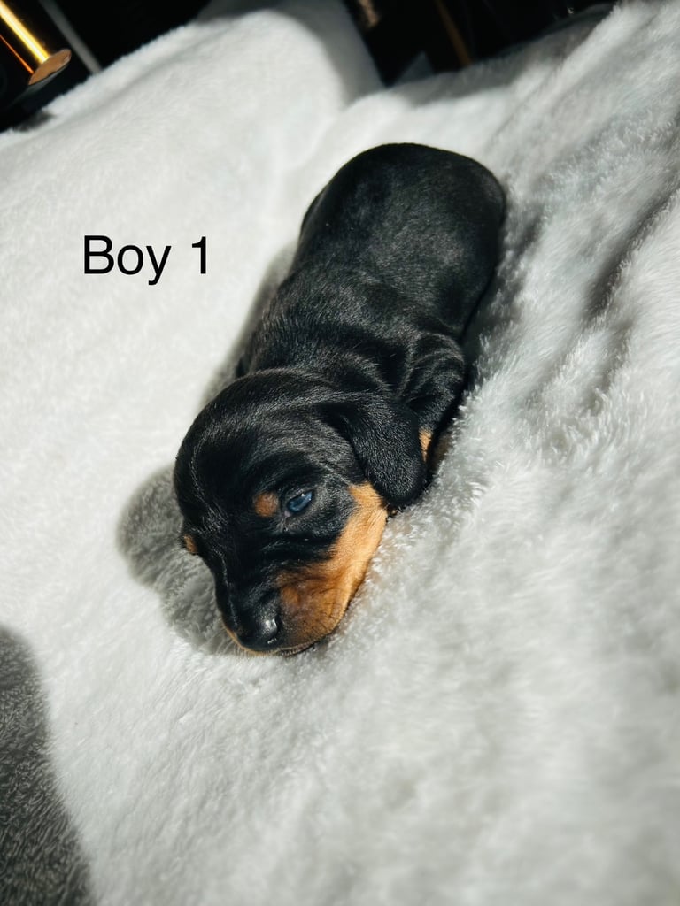 Dachshund puppy’s 