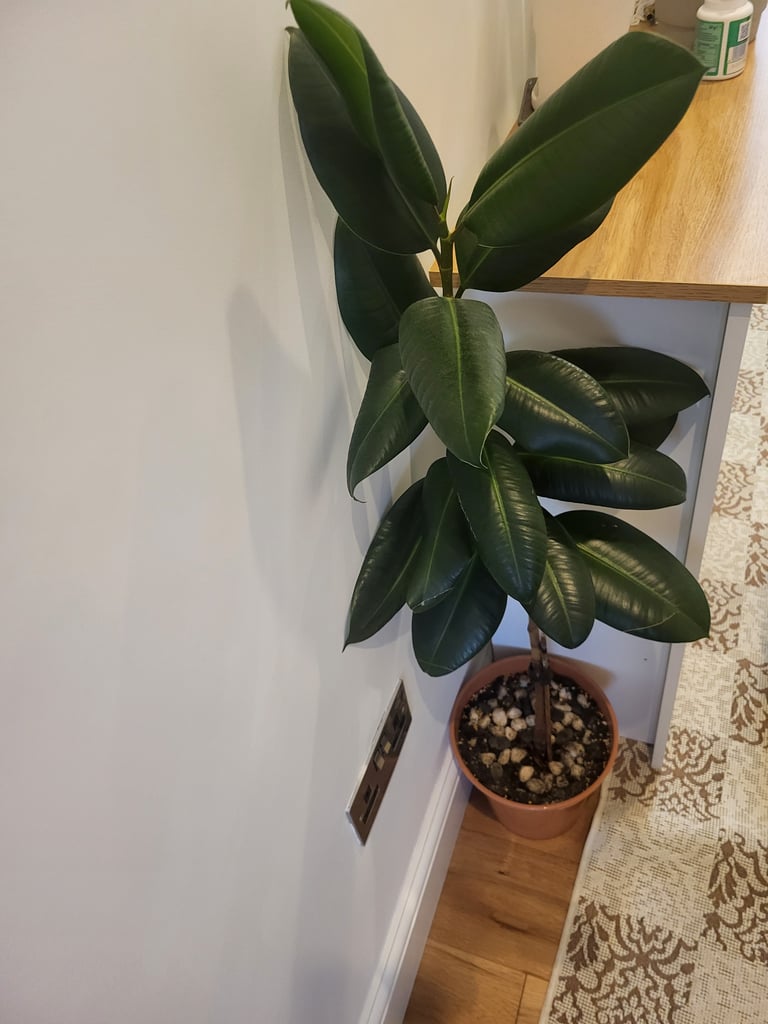 House plant for quick sale