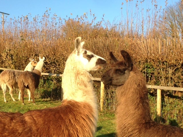 Llama Pellets  garden manure / fertiliser