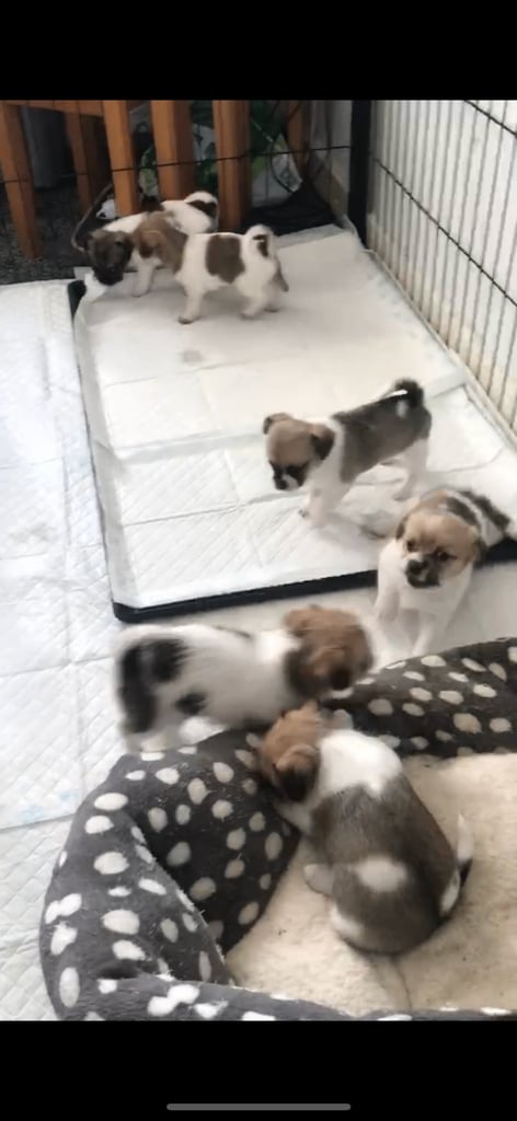 Shih tzu x chihuahua puppies 