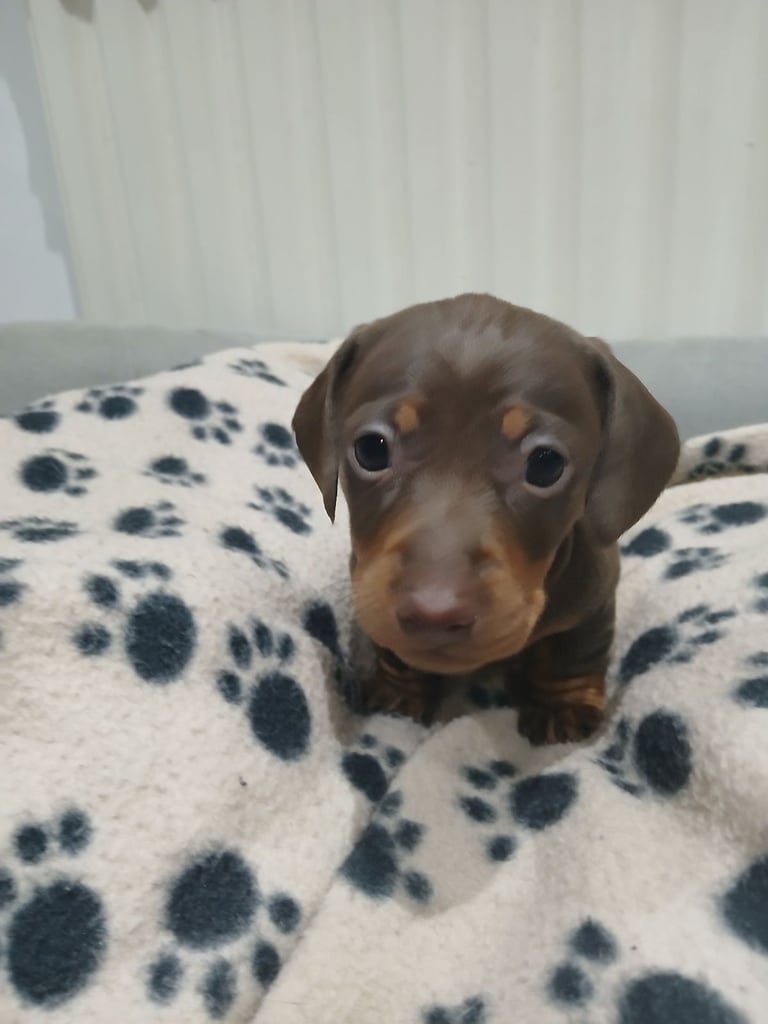  Miniature dachshunds all female