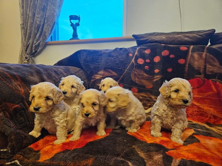 cockerpoo puppies for sale