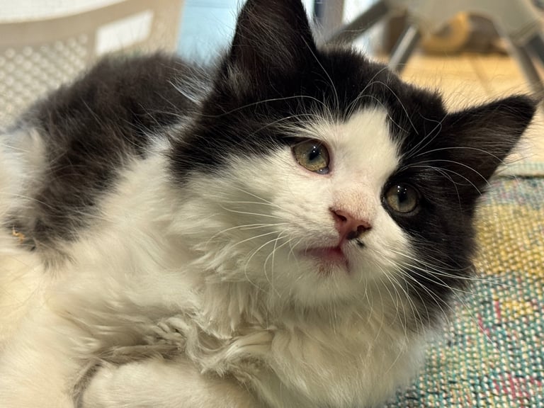 4 gorgeous fluffy grey and black kittens. 