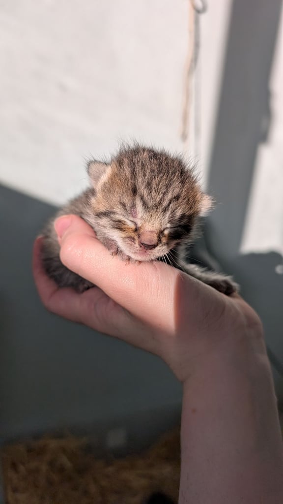 Kittens check description 