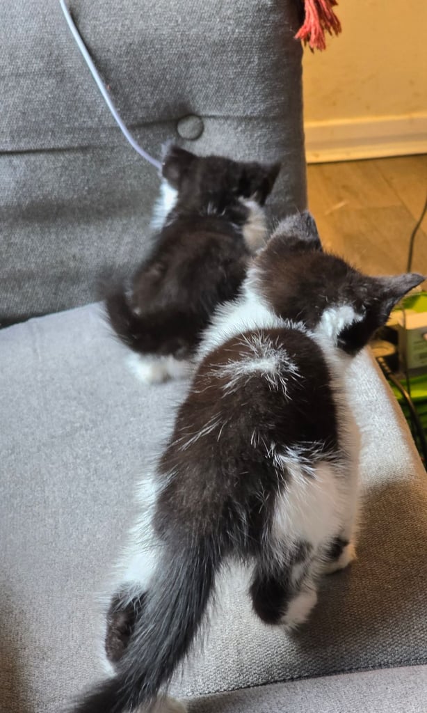 2 Beautiful kittens 