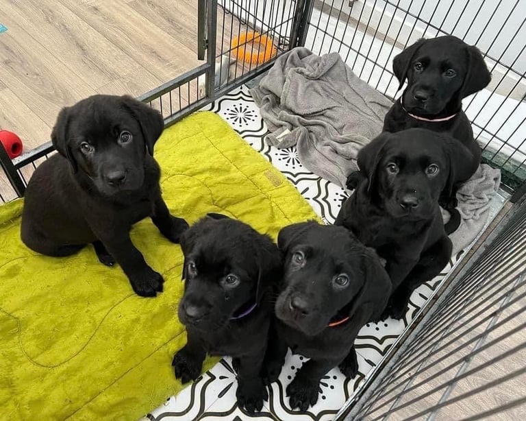 Labrador Puppies 