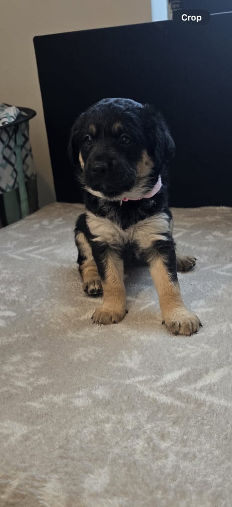 Goldador x Labrottie Miniature Puppies for Sale 