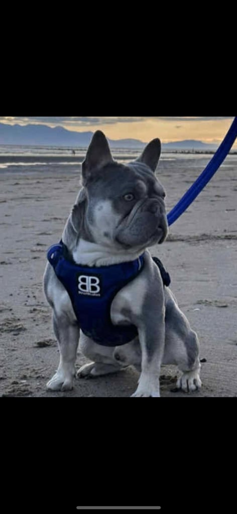 French Bulldog Puppies for Sale – Ready 8th December