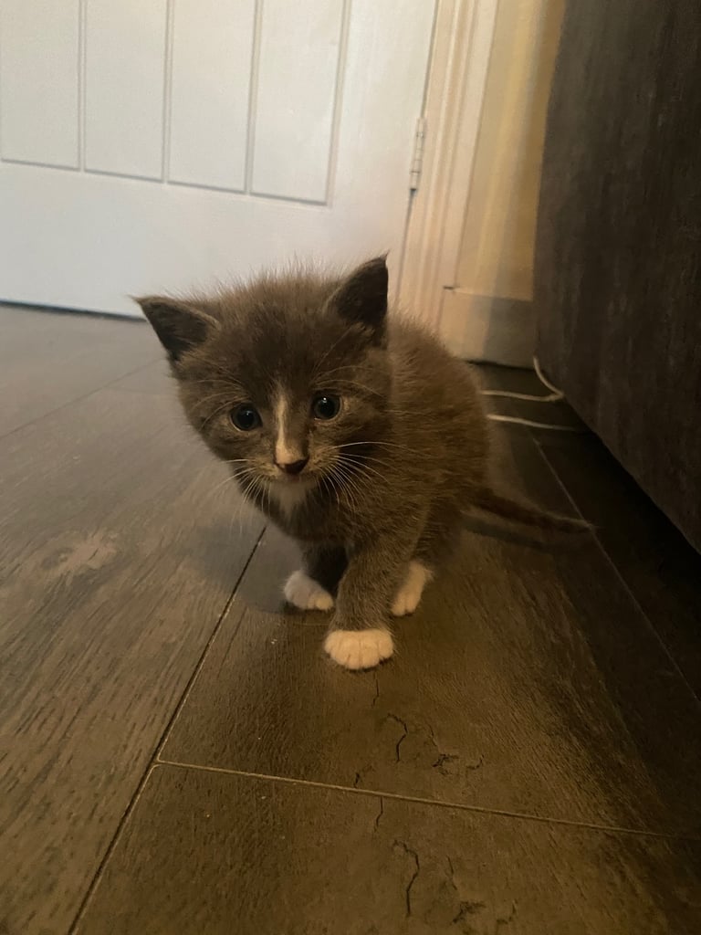 Beautiful male grey kitten 