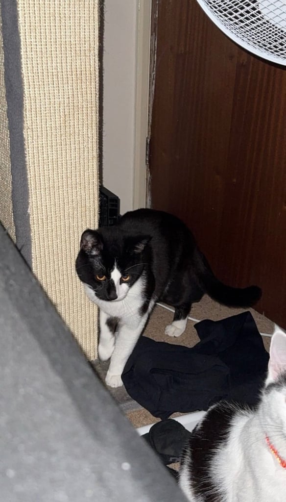 Black and White Male Cat ‼️URGENT‼️