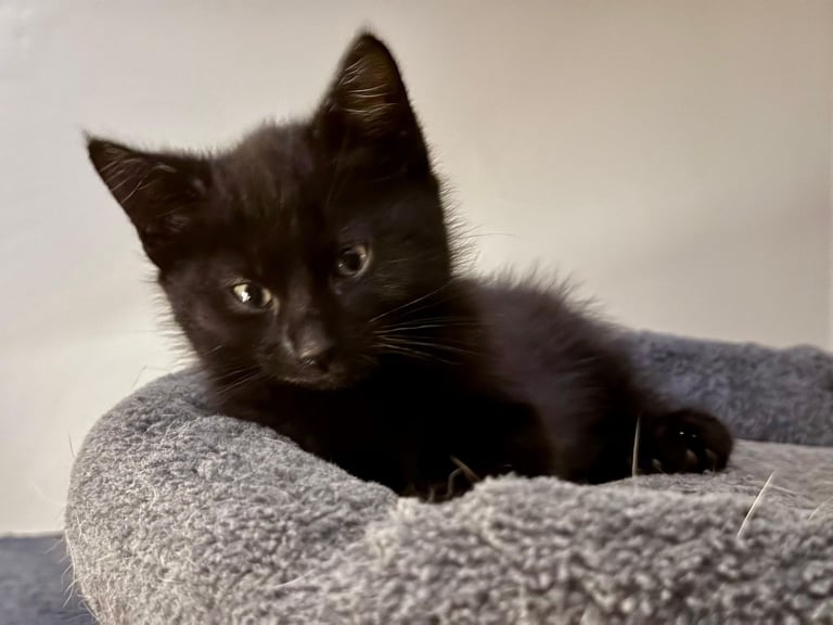 British shorthair cross