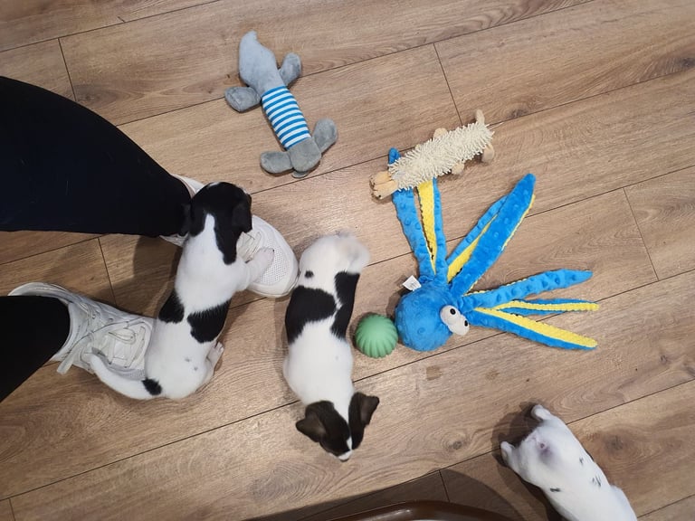 Jack Russell Puppies 