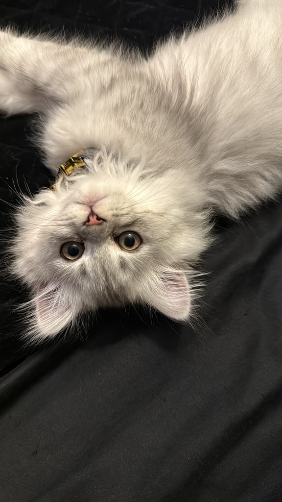 Persian Chinchilla Cat/Kitten