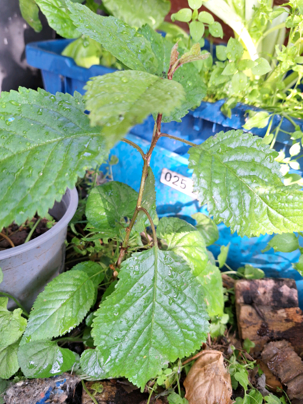 Cherry Tree Sappling