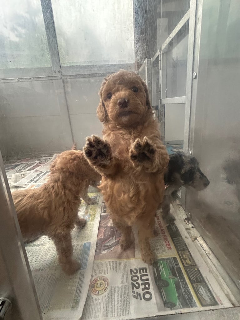 F1b miniature labradoodle 