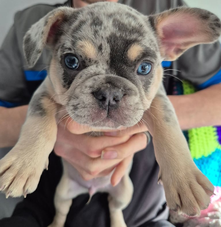 French bulldog 