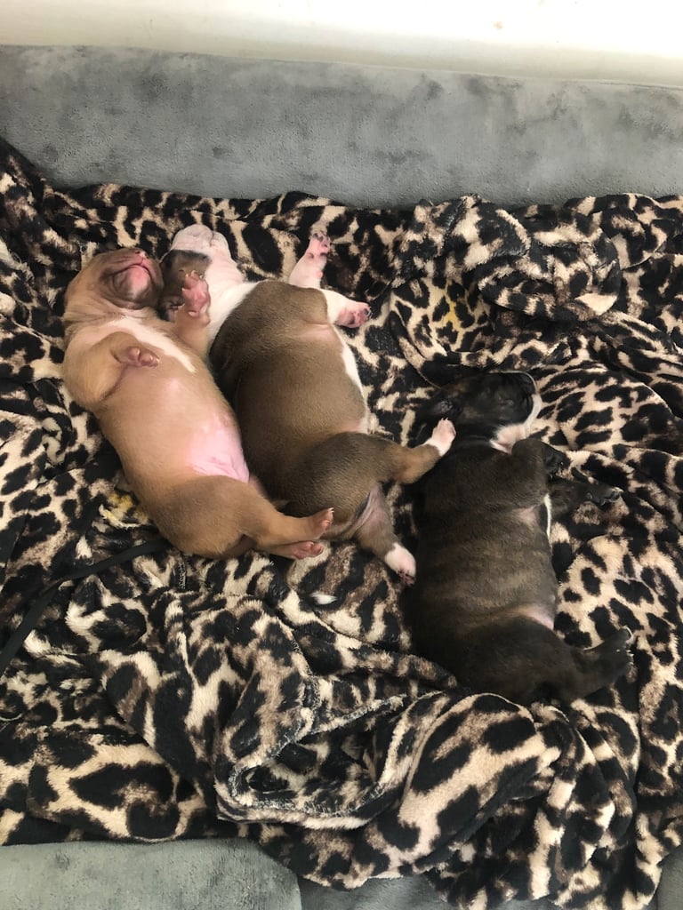 Staffordshire Bull Terrier x puppies for sale