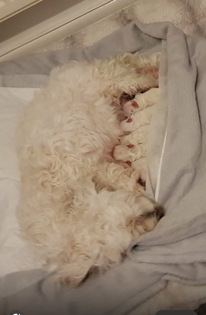 Bichon Frise 