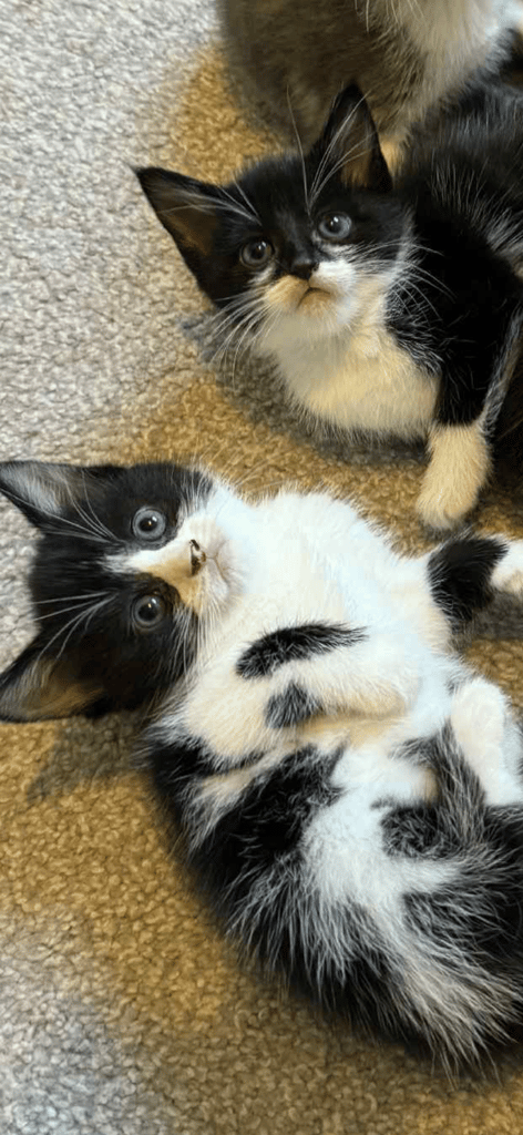 Kittens