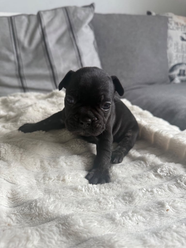 Frenchie pups for sale 