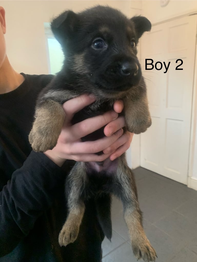 Pups for sale 