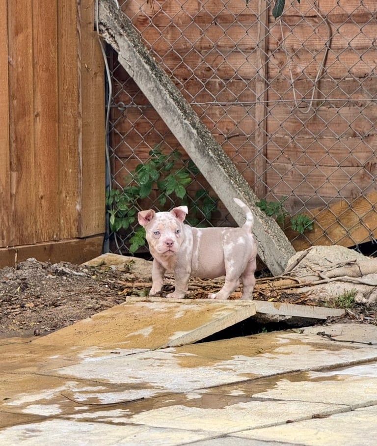 LAST FEMALE MERLE POCKET BULLY AVAILABLE‼️‼️