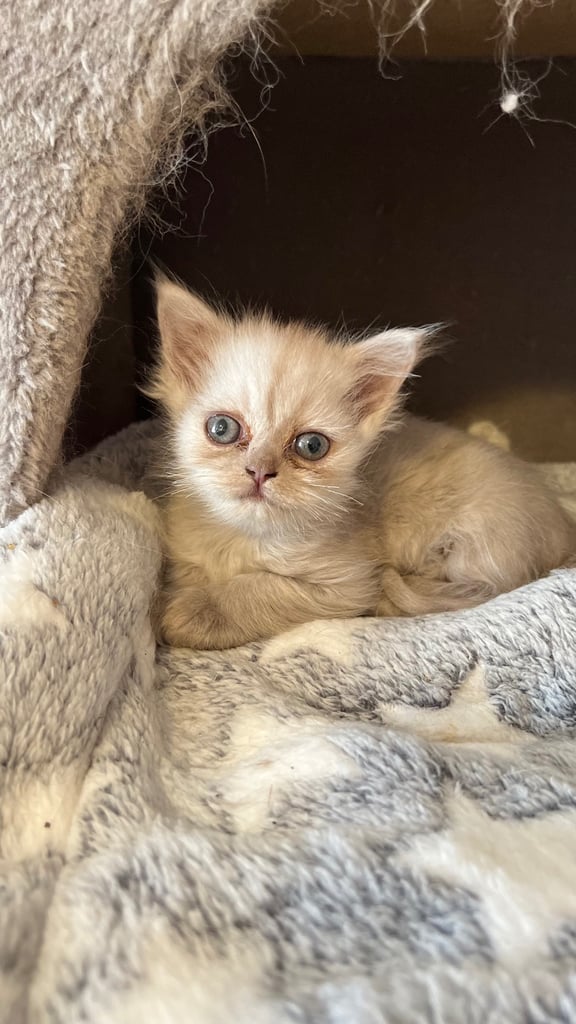 Ready to go Persian kittens 