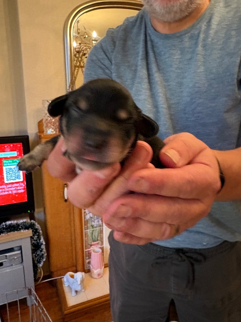 Miniature Long Haired Dachshund Puppies