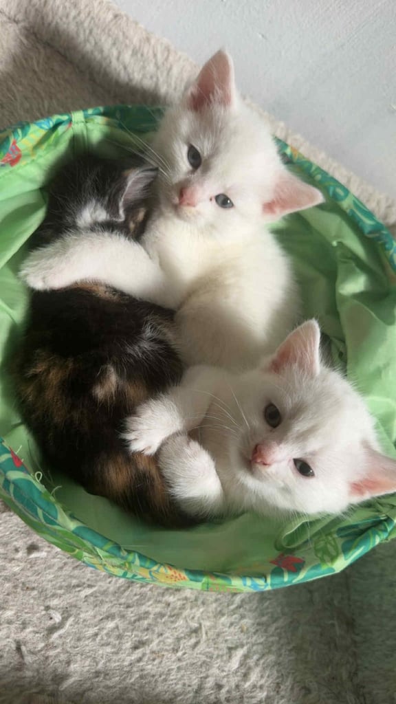 image for Beautiful kittens