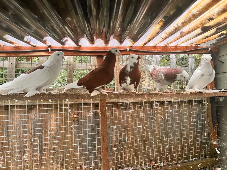 image for Pigeons 